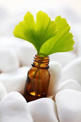 Image showing ginko essential oil