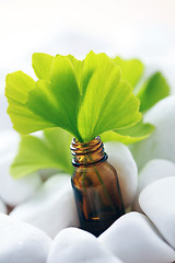 Image showing ginko essential oil