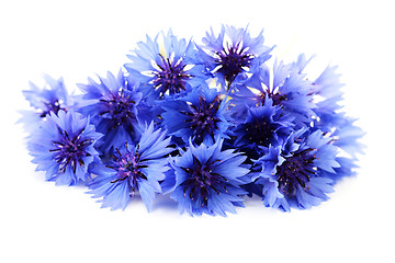 Image showing cornflowers