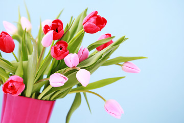 Image showing tulips