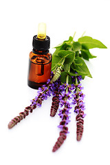 Image showing sage essential oil