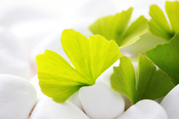 Image showing ginko leaves