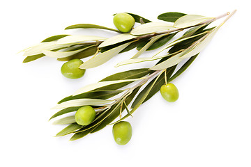 Image showing olive branch