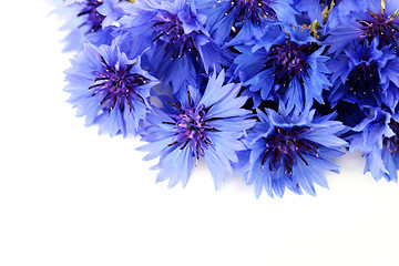 Image showing cornflowers