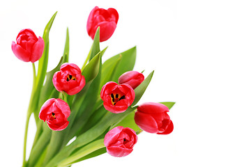 Image showing red tulips