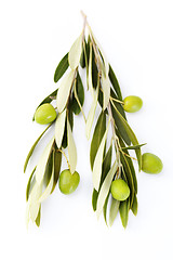 Image showing olive branch