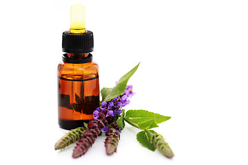 Image showing sage essential oil