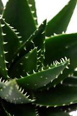 Image showing aloe vera