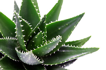 Image showing aloe vera