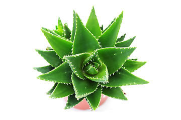 Image showing aloe vera