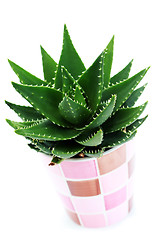 Image showing aloe vera