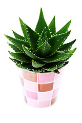 Image showing aloe vera