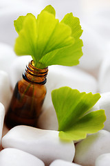 Image showing ginko essential oil