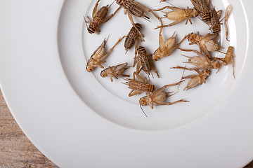 Image showing Frozen House Crickets