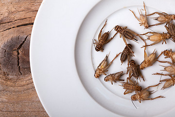 Image showing Frozen House Crickets