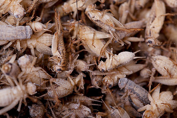 Image showing Frozen House Crickets