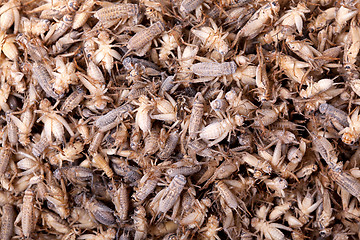 Image showing Frozen House Crickets