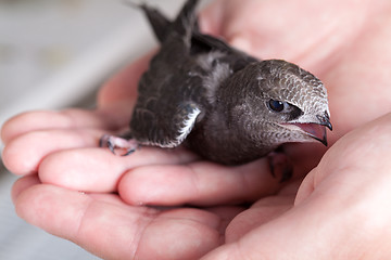 Image showing Young Eurasian Swift