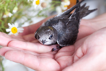 Image showing Young Eurasian Swift