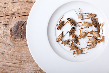 Image showing Frozen House Crickets