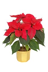 Image showing Poinsettia