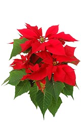 Image showing Poinsettia