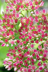 Image showing Pink Sedum Flowers