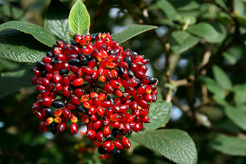 Image showing Viburnum Berries in Autumn