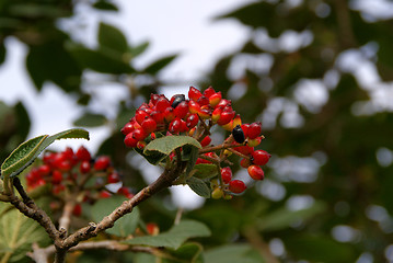 Image showing Viburnum Berries With Sky and Foliage