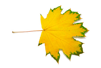 Image showing Autumn maple leaf