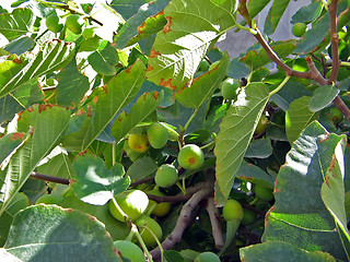 Image showing Fig tree