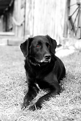 Image showing Old Dog