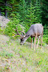 Image showing White Tail Deer In Banff