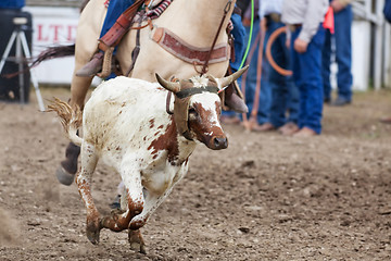 Image showing Calf Roping