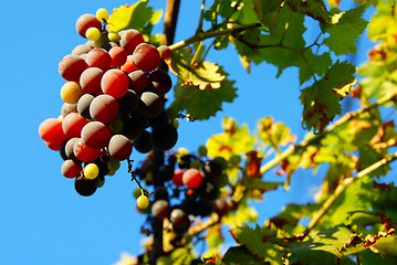 Image showing Grapes cluster over blue sky