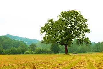 Image showing Rural landscape