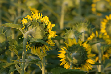 Image showing Sunflower