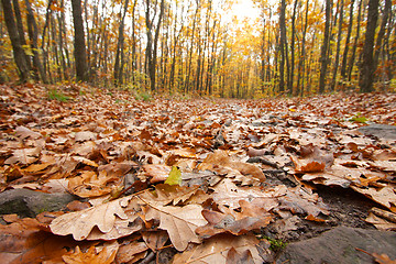 Image showing Forest