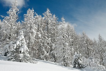 Image showing Winter forest