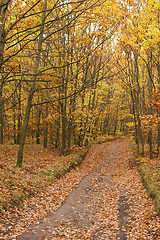 Image showing Autumn Forest