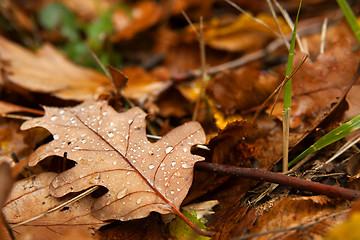 Image showing Leaves