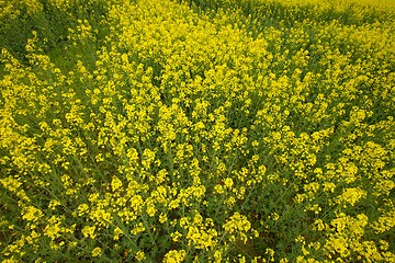 Image showing Rapeseed