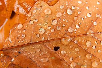 Image showing Leaves