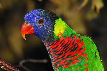 Image showing Rainbow Lorikeet