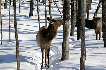 Image showing Elk