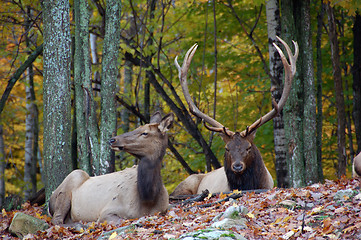 Image showing Elk