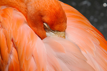 Image showing Flamingo