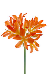 Image showing Orange lilys