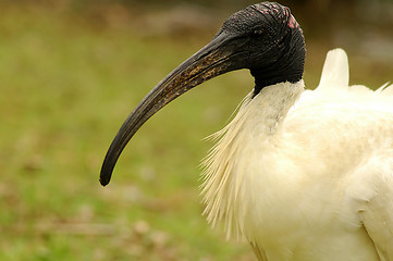 Image showing white ibis