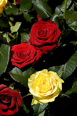 Image showing Flowers 24